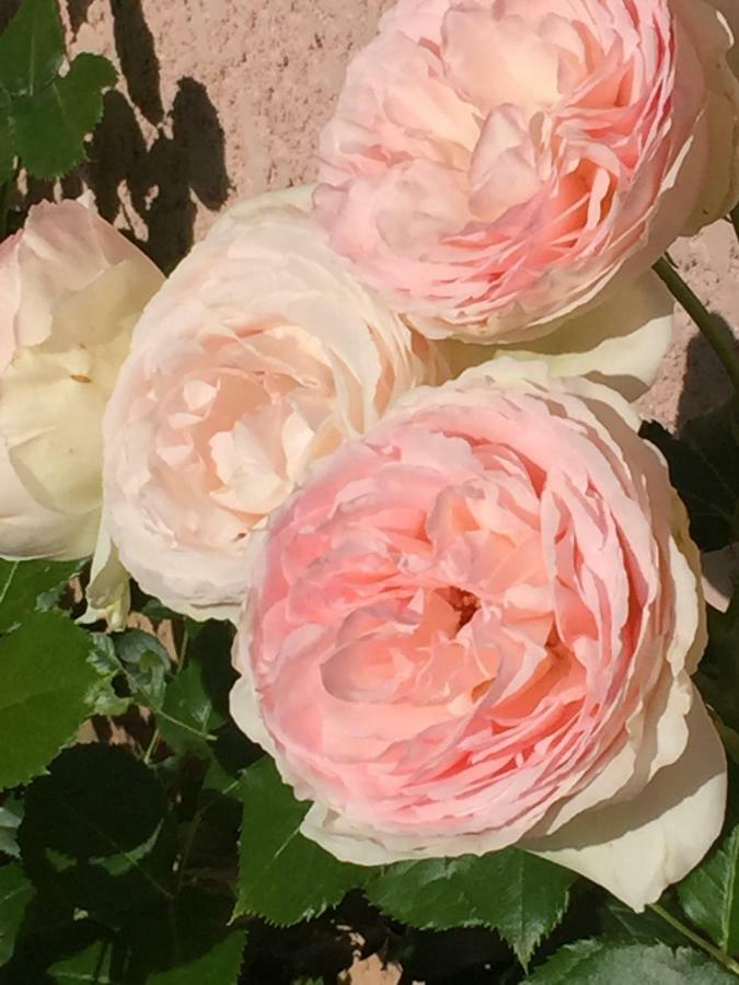 Rose Garden Studio Giverny Esterno foto